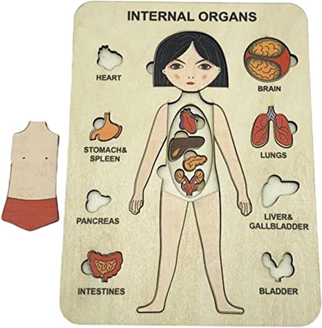 Multilayered human anatomy puzzle