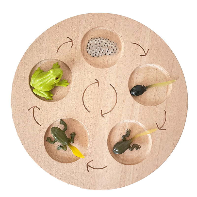 Animal Growth Cycle Tray