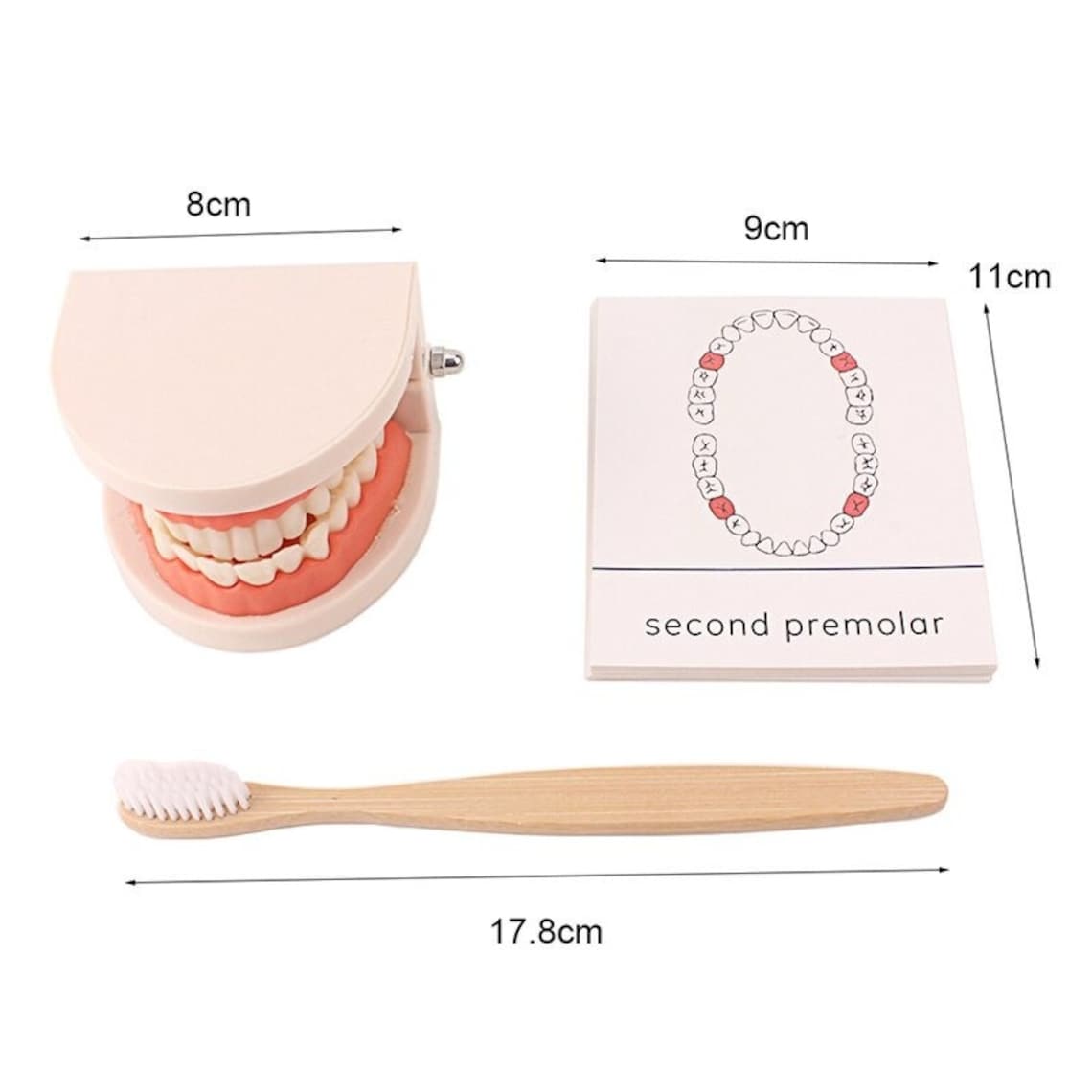 Montessori Dentist Kit (Teeth Brushing Model)