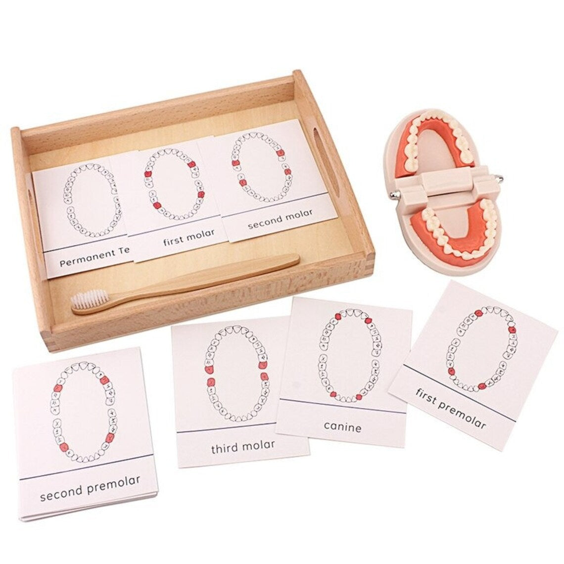 Montessori Dentist Kit (Teeth Brushing Model)