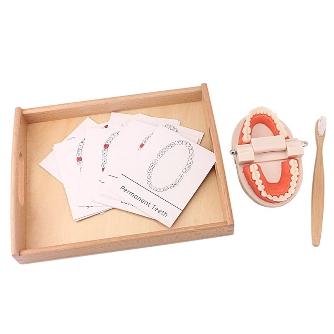 Montessori Dentist Kit (Teeth Brushing Model)