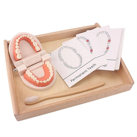 Montessori Dentist Kit (Teeth Brushing Model)