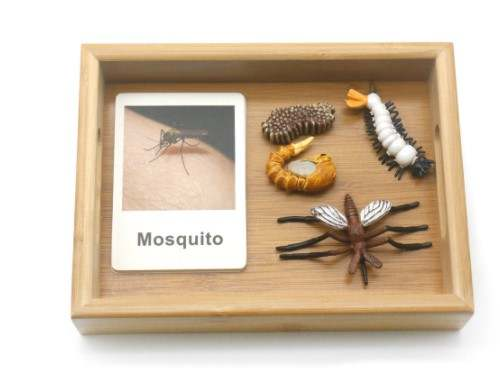 Animal Growth Tray Set with Flash Cards