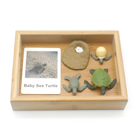 Animal Growth Tray Set with Flash Cards