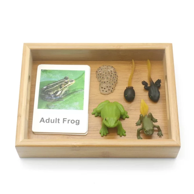 Animal Growth Tray Set with Flash Cards