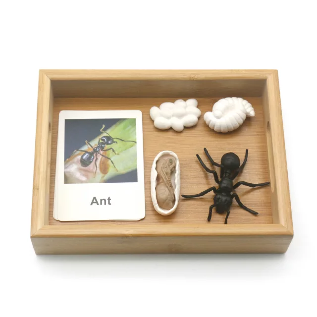 Animal Growth Tray Set with Flash Cards