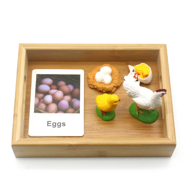 Animal Growth Tray Set with Flash Cards