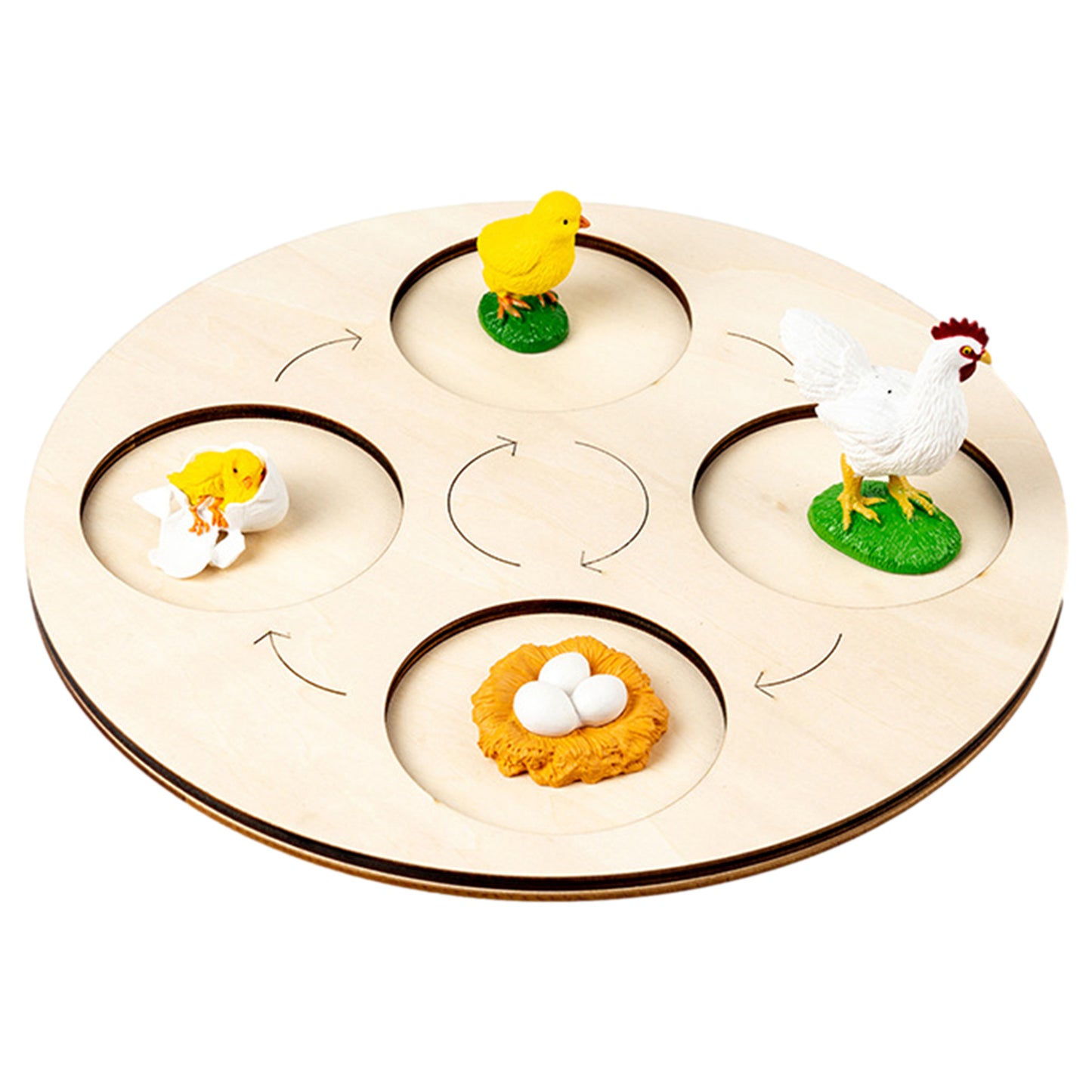 Animal Growth Cycle Tray