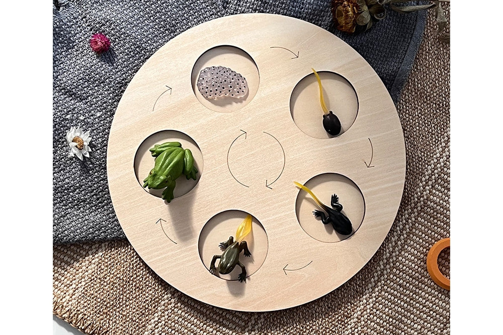 Animal Growth Cycle Tray